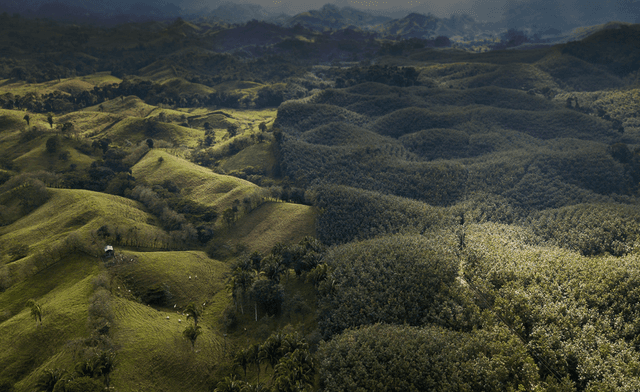 Chocolate bars made from heirloom cacao